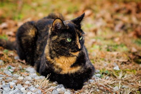 schildpattfarben|Schildpatt (Katze) – Wikipedia